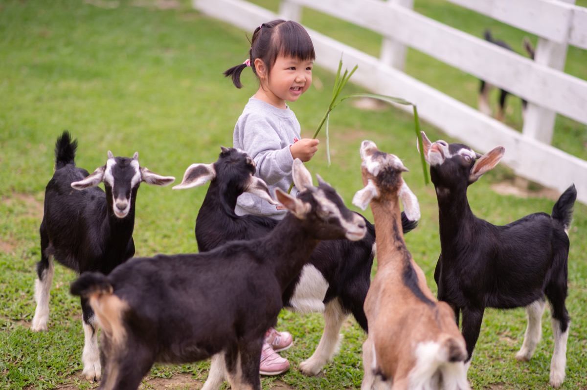 動物農場親子寫真｜孩子與動物自然互動｜親子寫真｜家庭攝影｜小巴老師｜第 5 張