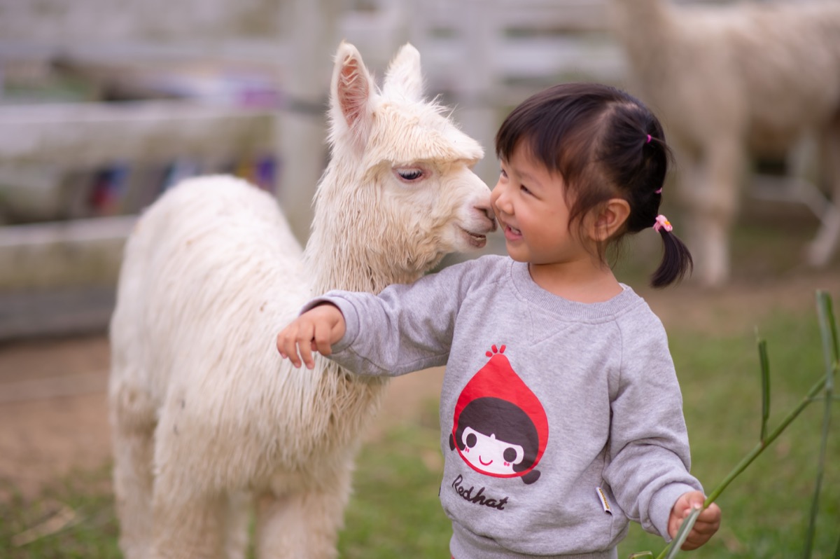 動物農場親子寫真｜孩子與動物自然互動｜親子寫真｜家庭攝影｜小巴老師｜第 13 張