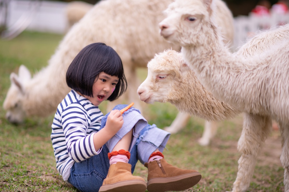 動物農場親子寫真｜孩子與動物自然互動｜親子寫真｜家庭攝影｜小巴老師｜第 14 張