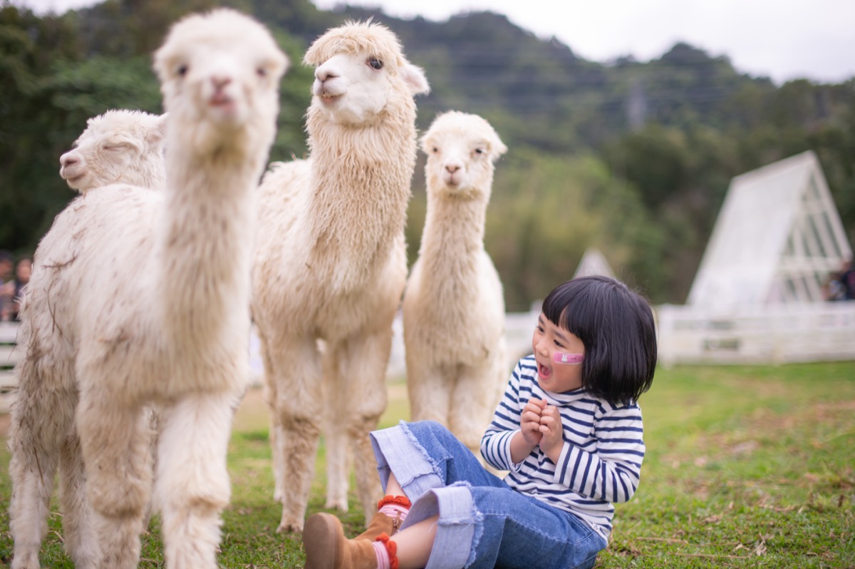動物農場親子寫真｜孩子與動物自然互動｜親子寫真｜家庭攝影｜小巴老師｜第 16 張