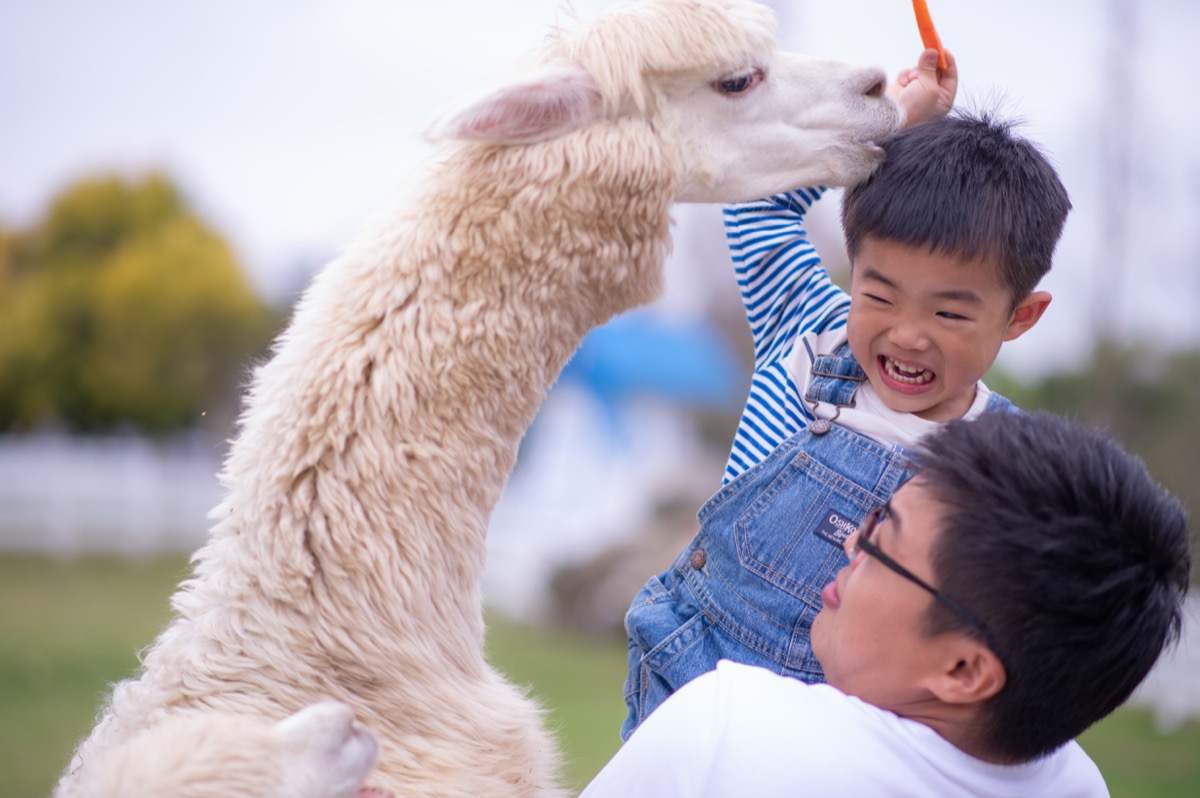 動物農場親子寫真｜孩子與動物自然互動｜親子寫真｜家庭攝影｜小巴老師｜第 17 張